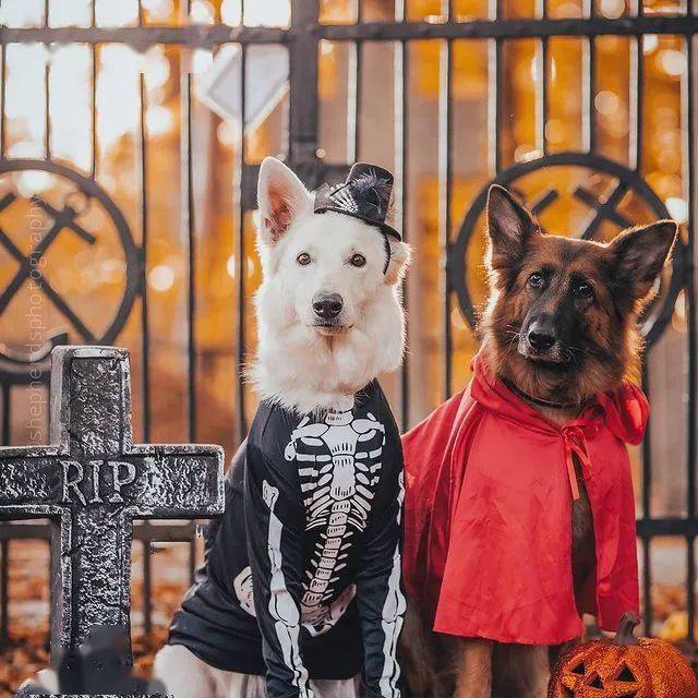 硬汉黑德牧x优雅白德牧,满满的cp感,代到了!