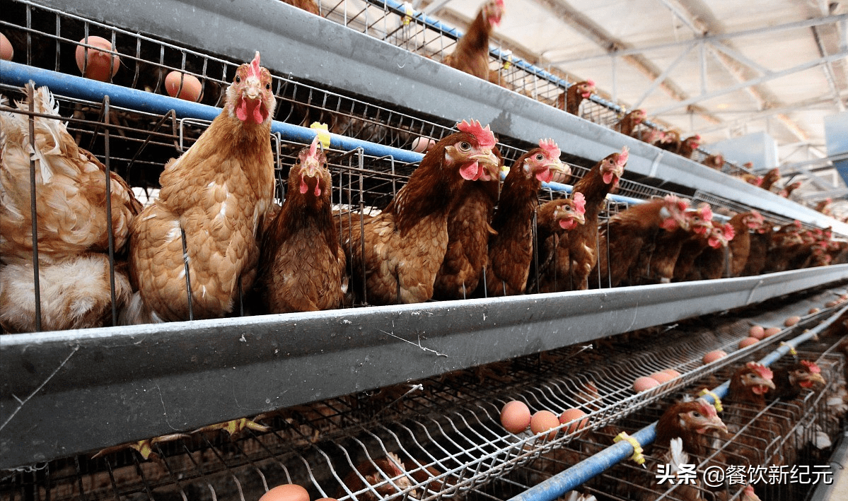 农村风靡一时"包山头"搞养殖,如今销声匿迹,养殖老板揭内幕