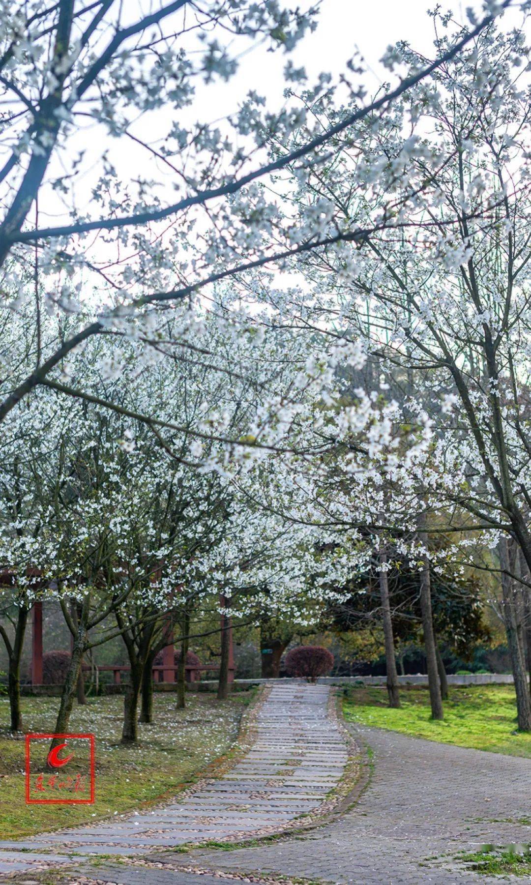 3月4日下午 團城山公園內櫻花主要品種有大島櫻(早花),染井吉野(中花)