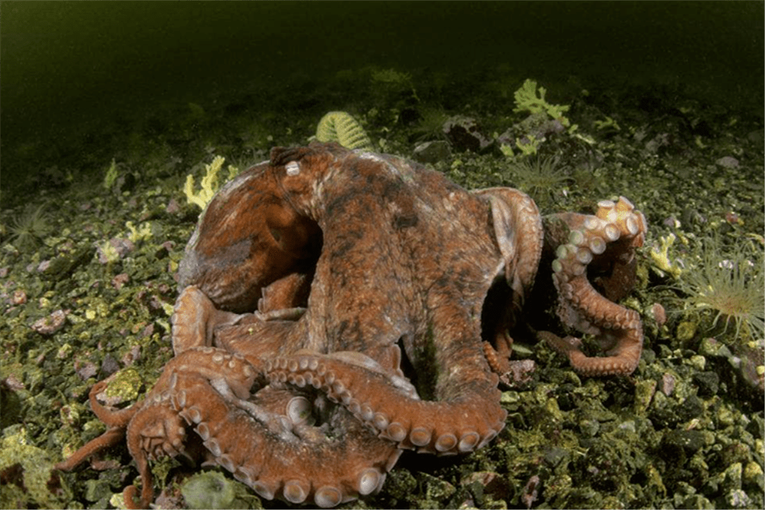 两个国家都出现了变异的章鱼,这似乎并不是一个好兆头,很多人认为这