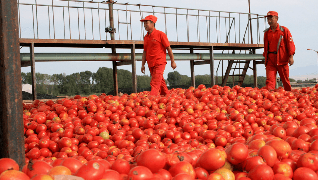 南方什么时候种西红柿 01ec80a06f644d61a1fb912de5a283f4.png
