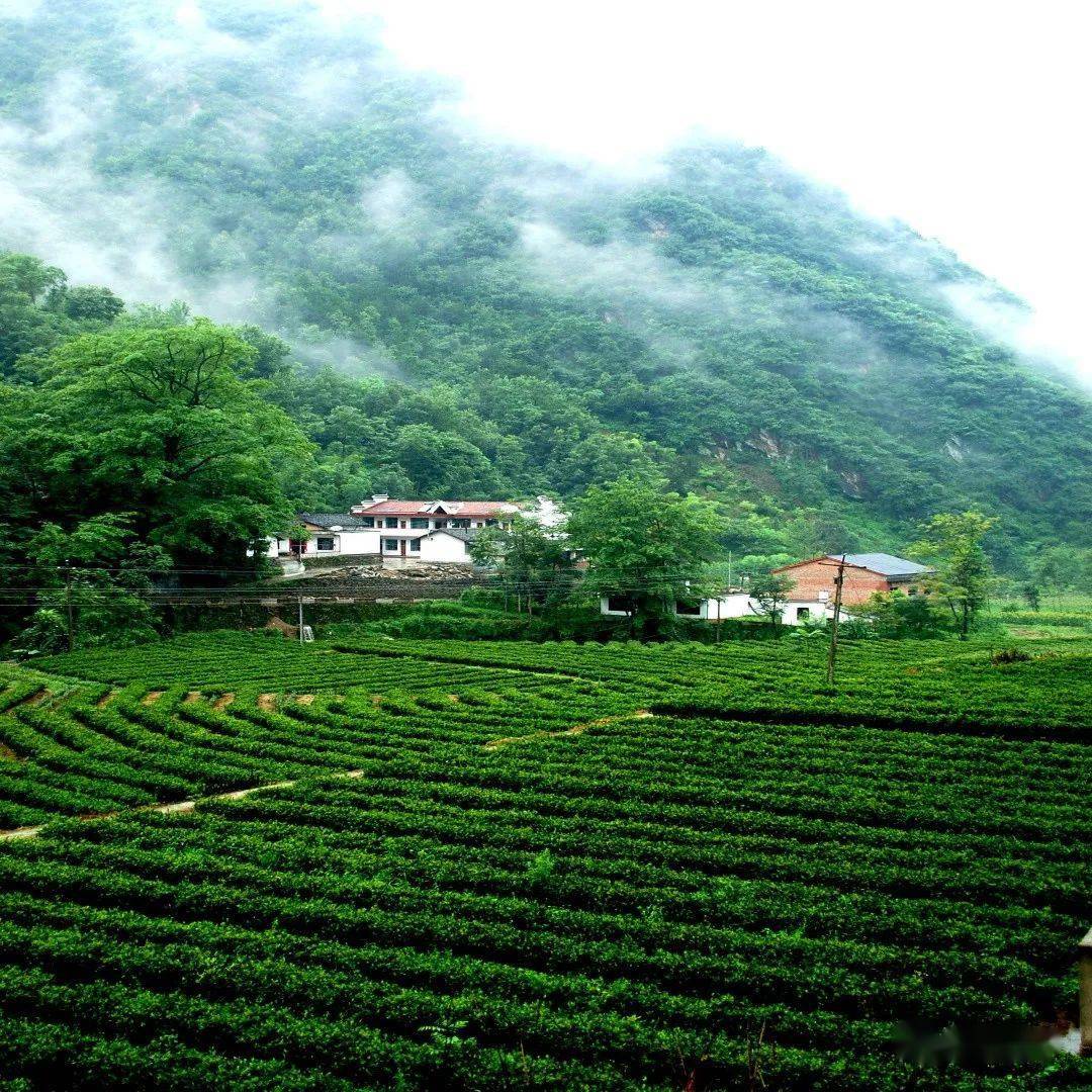 熱點漢陰油菜花旅遊季出行攻略