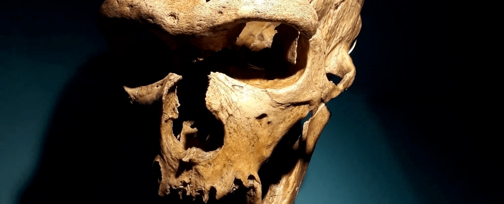 基于之前发表的化石标本,对五名尼安德特人的头骨进行高分辨率的ct