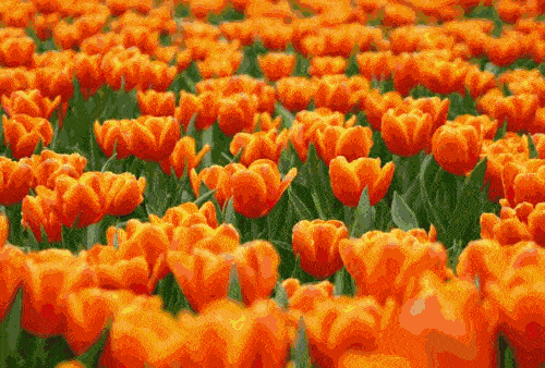 500_338gif 动态图 动图