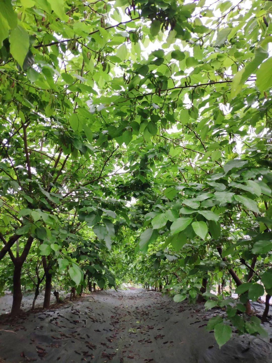 伦教今年第一波桑果熟啦超40亩任摘任吃不限量酸甜诱人文末有福利