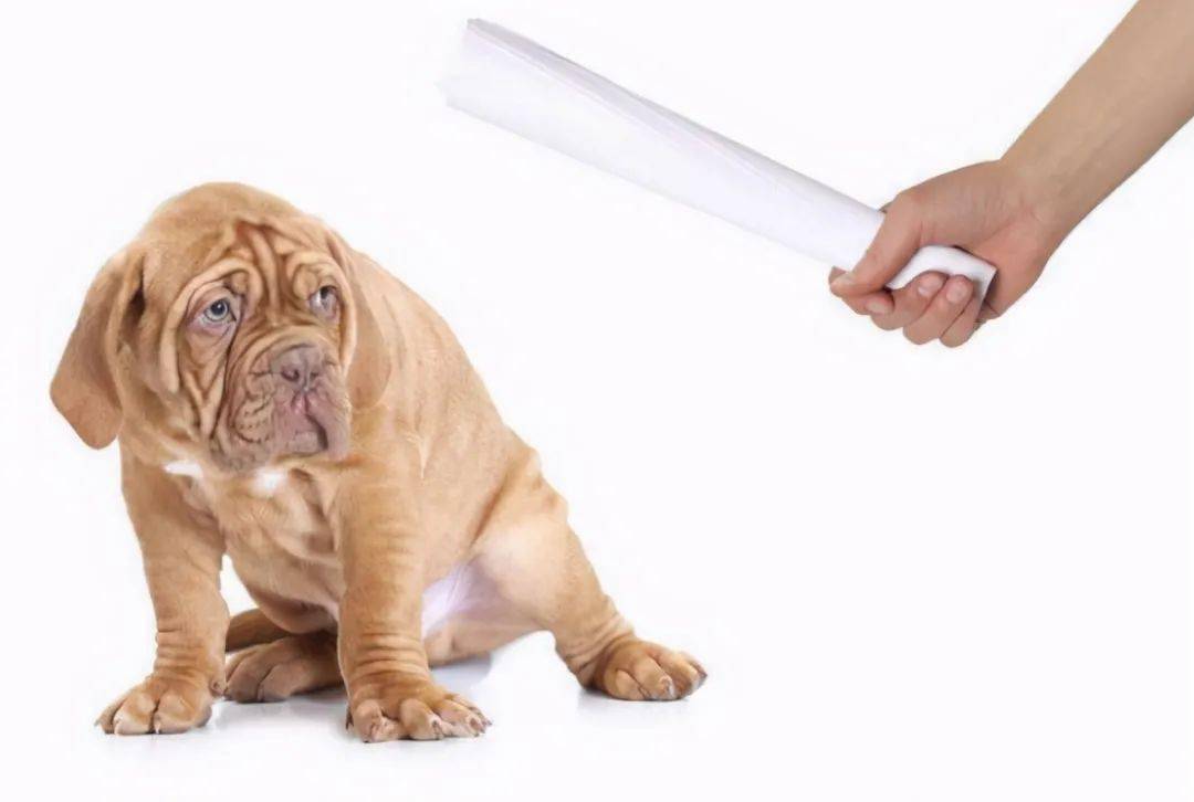 狗为啥会突然攻击人 67183e60a328430e9a47e20763227425.jpeg