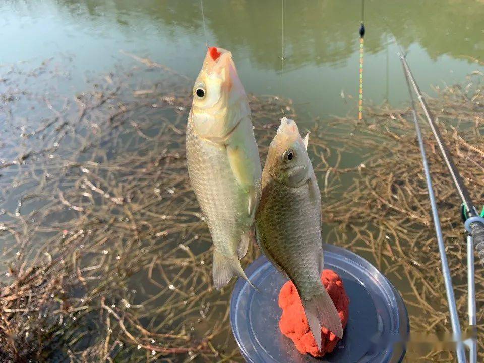 气温回升鱼就不上钩了果断试用这套钓法