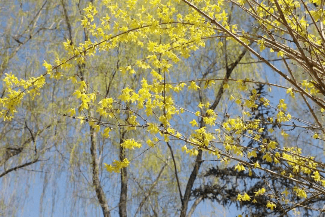 太原春天賞花地圖來了這些地方山桃花最美驚豔朋友圈