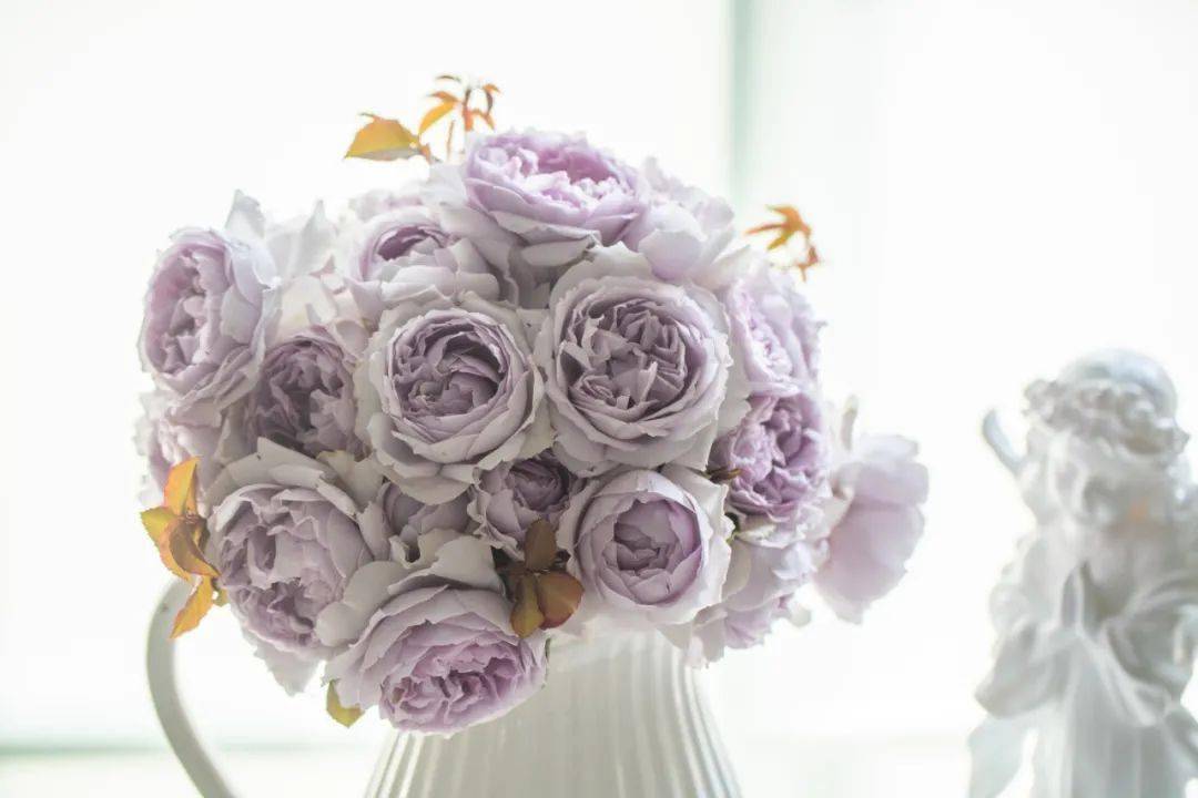 周末福利丨蓝紫色超新品月季 隐隐青 我们要送给你 品种