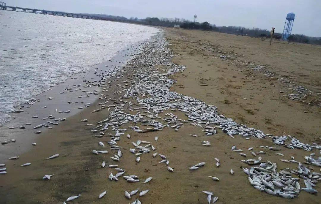 0级地震 紧接着,2月15日正午左右,东京都海边出现了大量死鱼