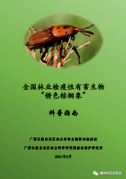 禁养!全国林业检疫性有害生物"锈色棕榈象"科普指南