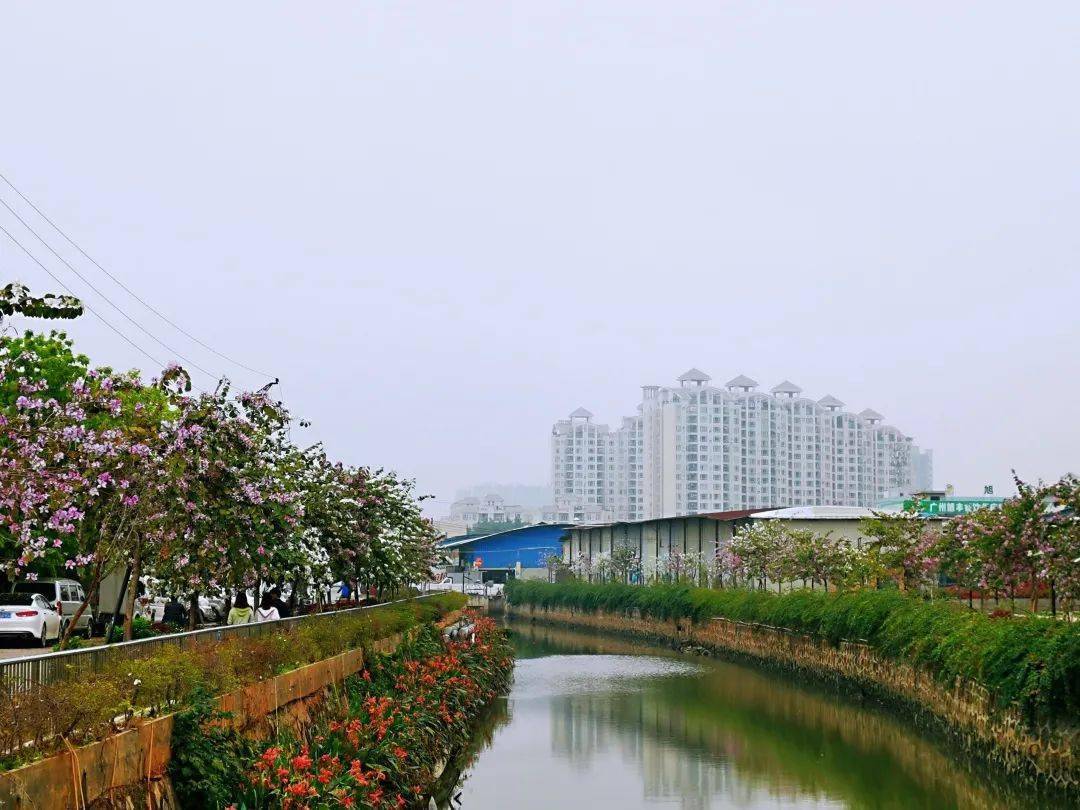 一起走 花路 吧 番禺这条河涌两岸鲜花盛开 还修建了口袋公园 东涌