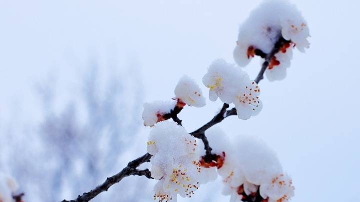 河北内丘：春雪润太行 杏花朵朵开
