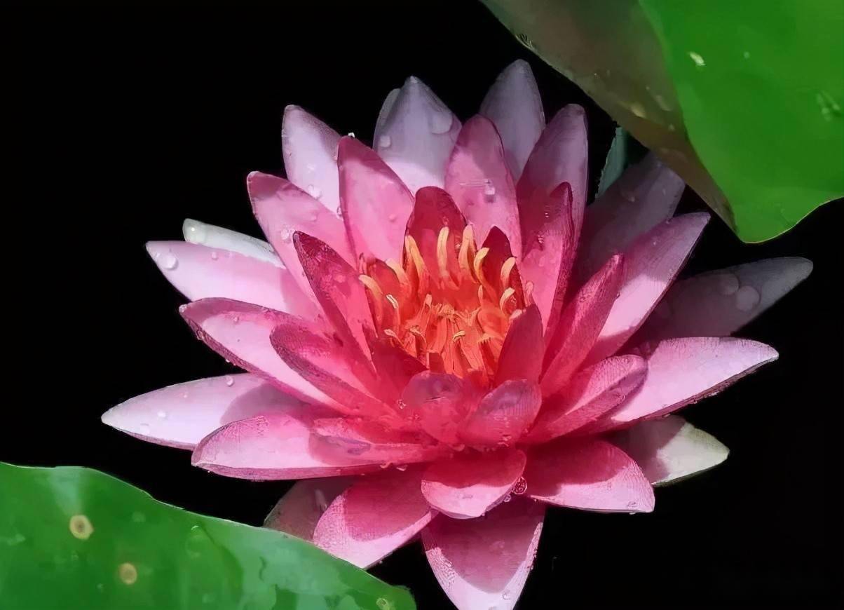 这8种水生植物 比盆栽花卉更好看且更好养 环境