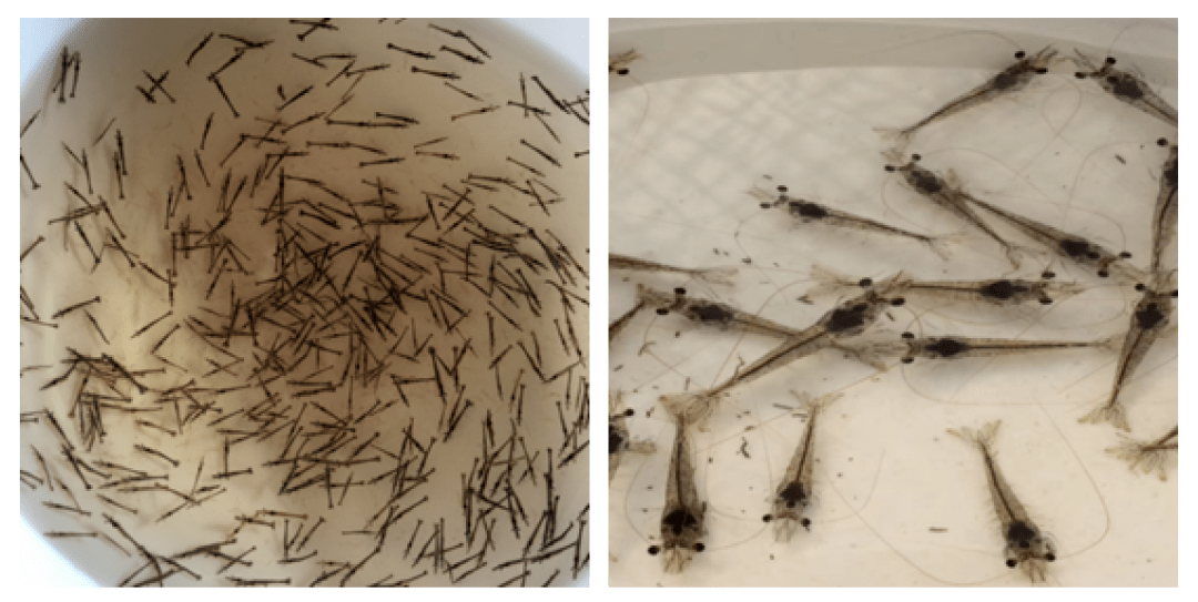 稳了高效促生长解决蓝身难题饲料大佬重磅助力虾业黑马养殖