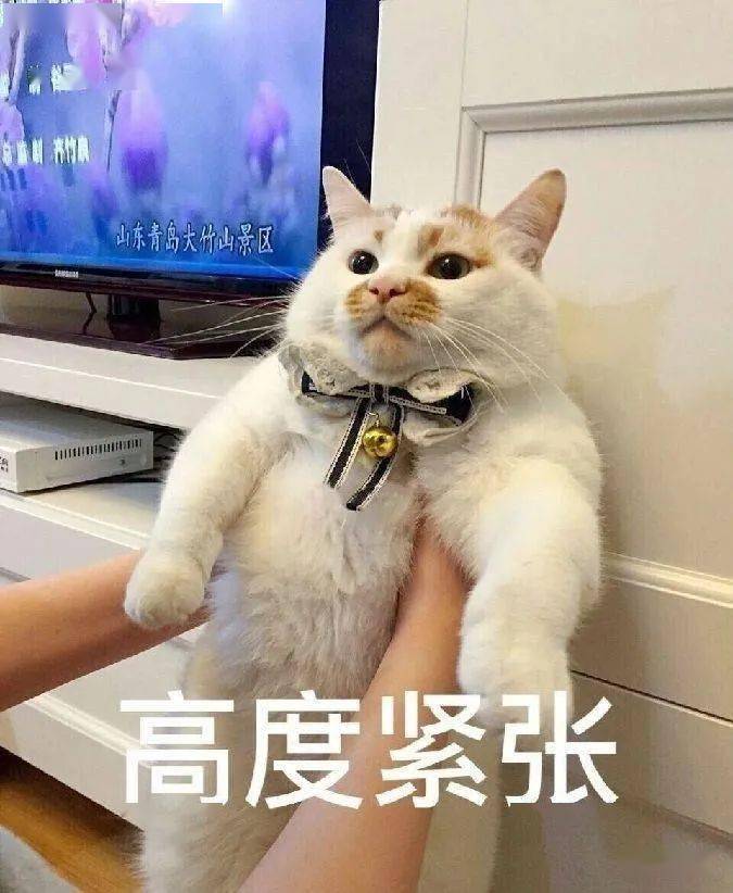 为什么有人喜欢撸猫 97e206588f8c43d7b36e5bae89eed181.jpeg