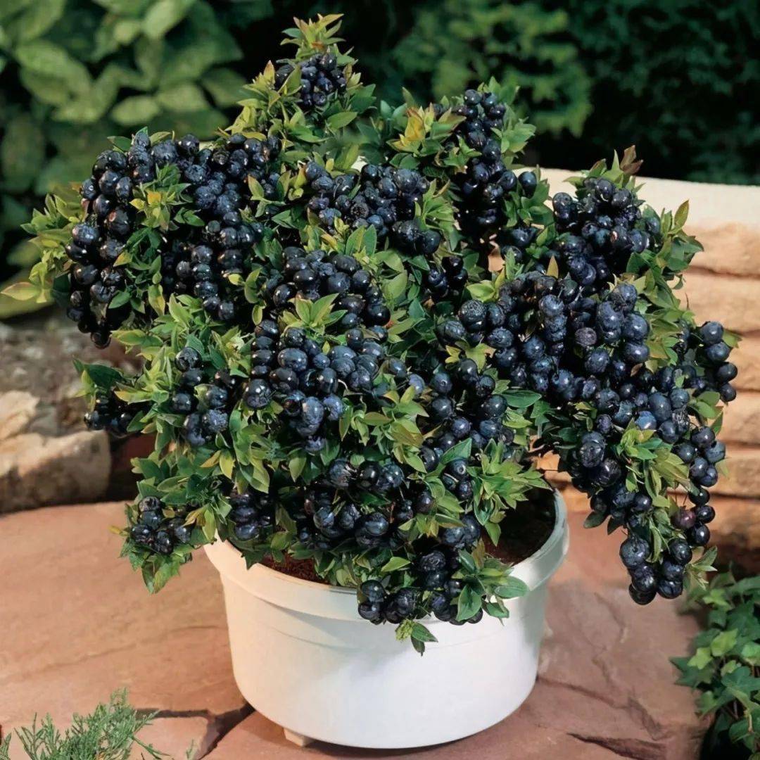 蓝莓什么品种适合盆栽 北方室内盆栽蓝莓品种