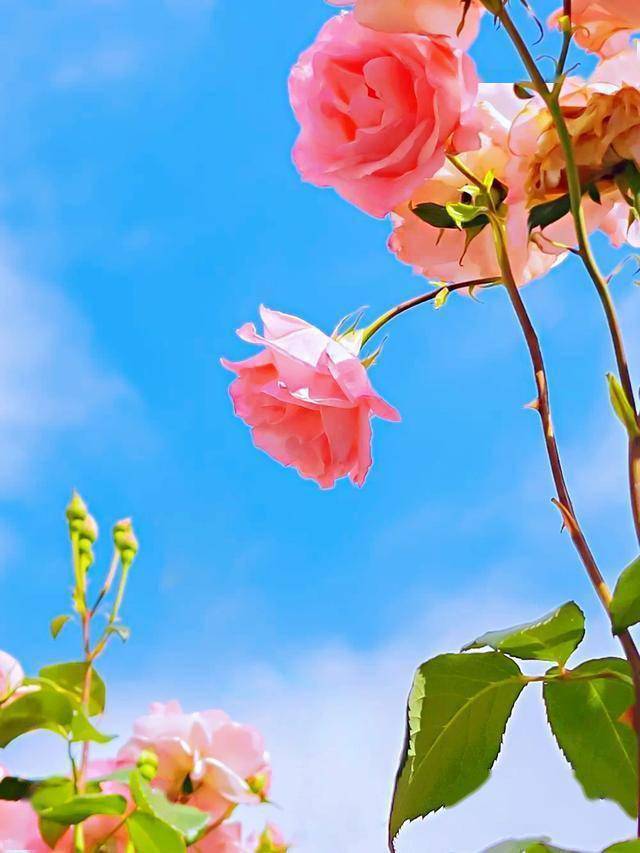 特别暖心的早安说说图片点亮你的心灵之光