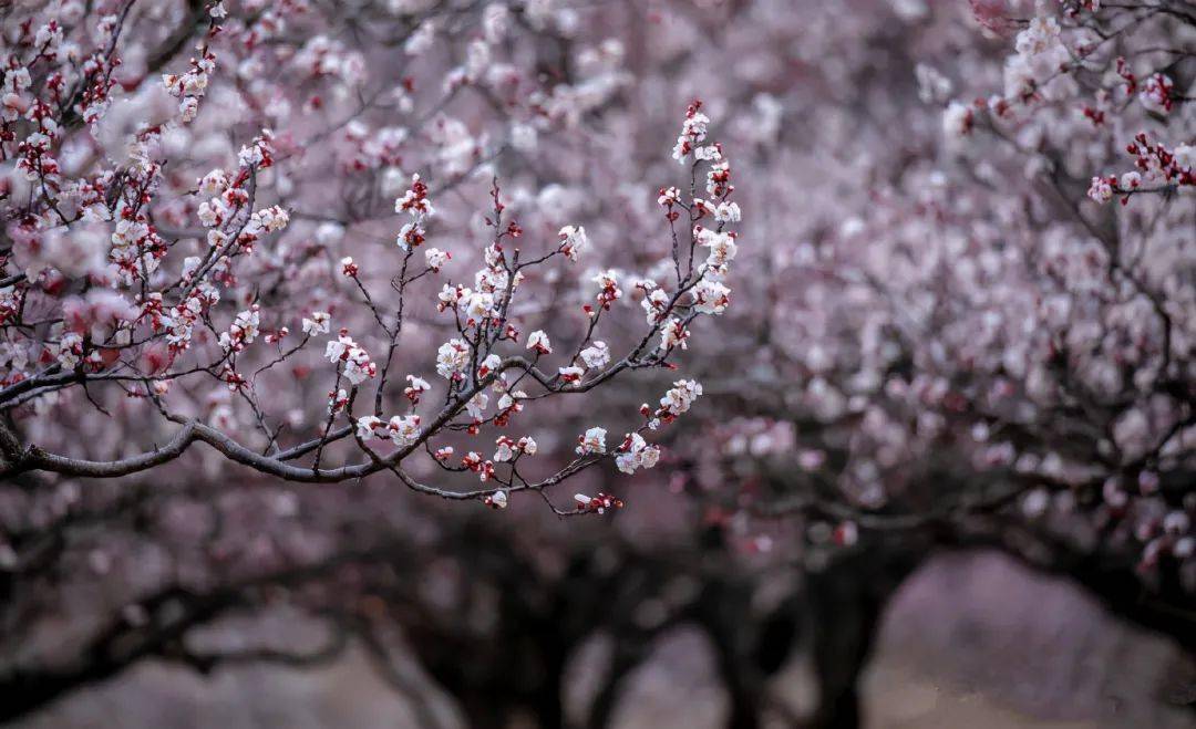 美哉长清魅力张夏杏花最美快来这里约会春天