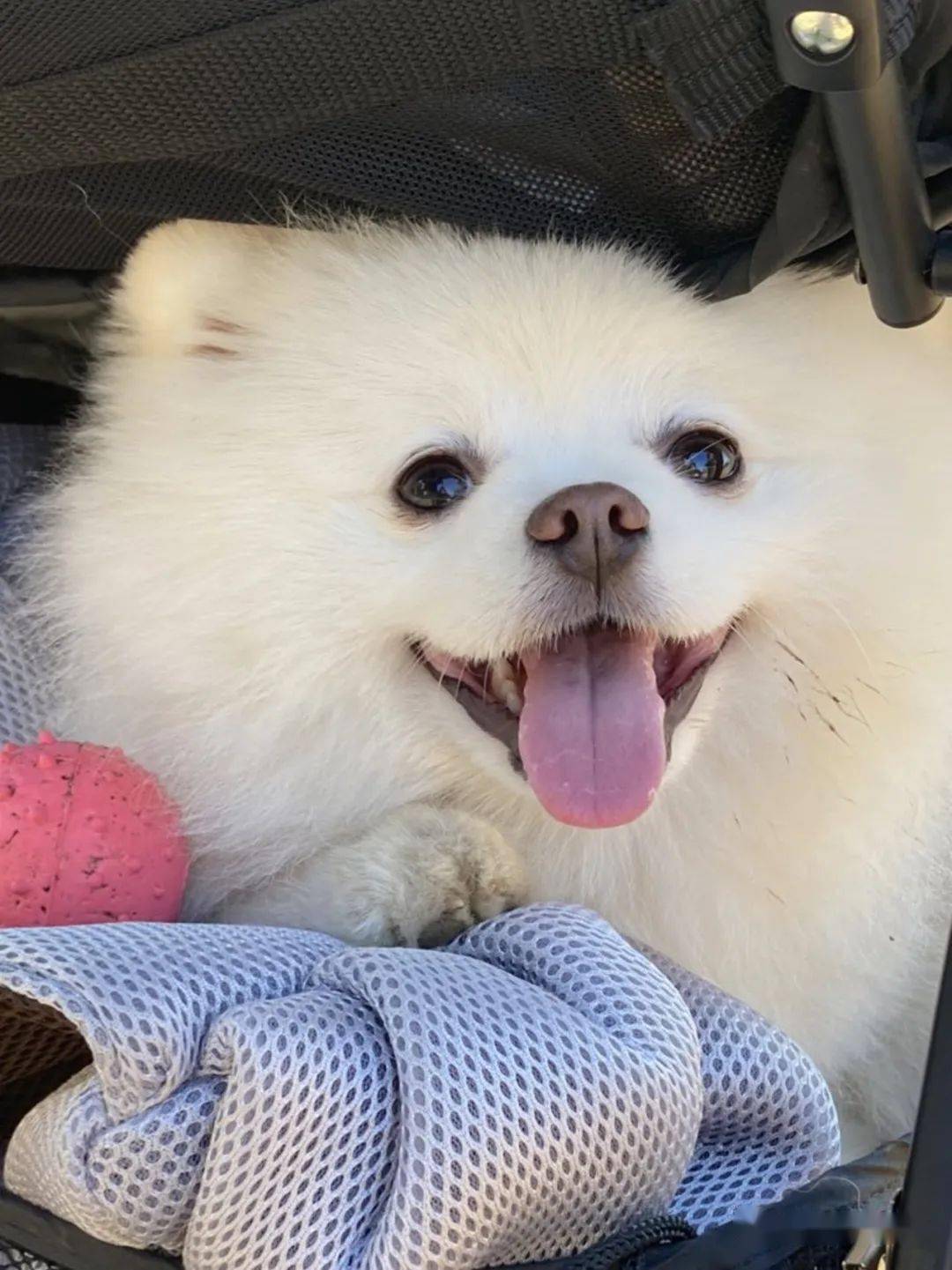 超慵懒博美最讨厌散步在家笑的多灿烂出门就有多痛苦可以不去遛遛吗