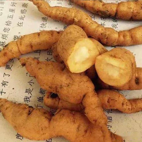 施今墨巧用护阴好药鲜地黄