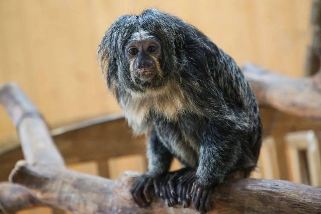 在"灵猴天地"和"小动物乐园"你都可以看到白面僧面猴宝宝哦点击"阅读