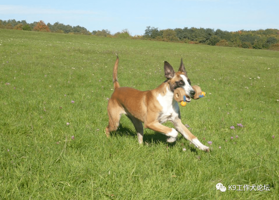 花脸大白胸另类马犬你喜欢吗