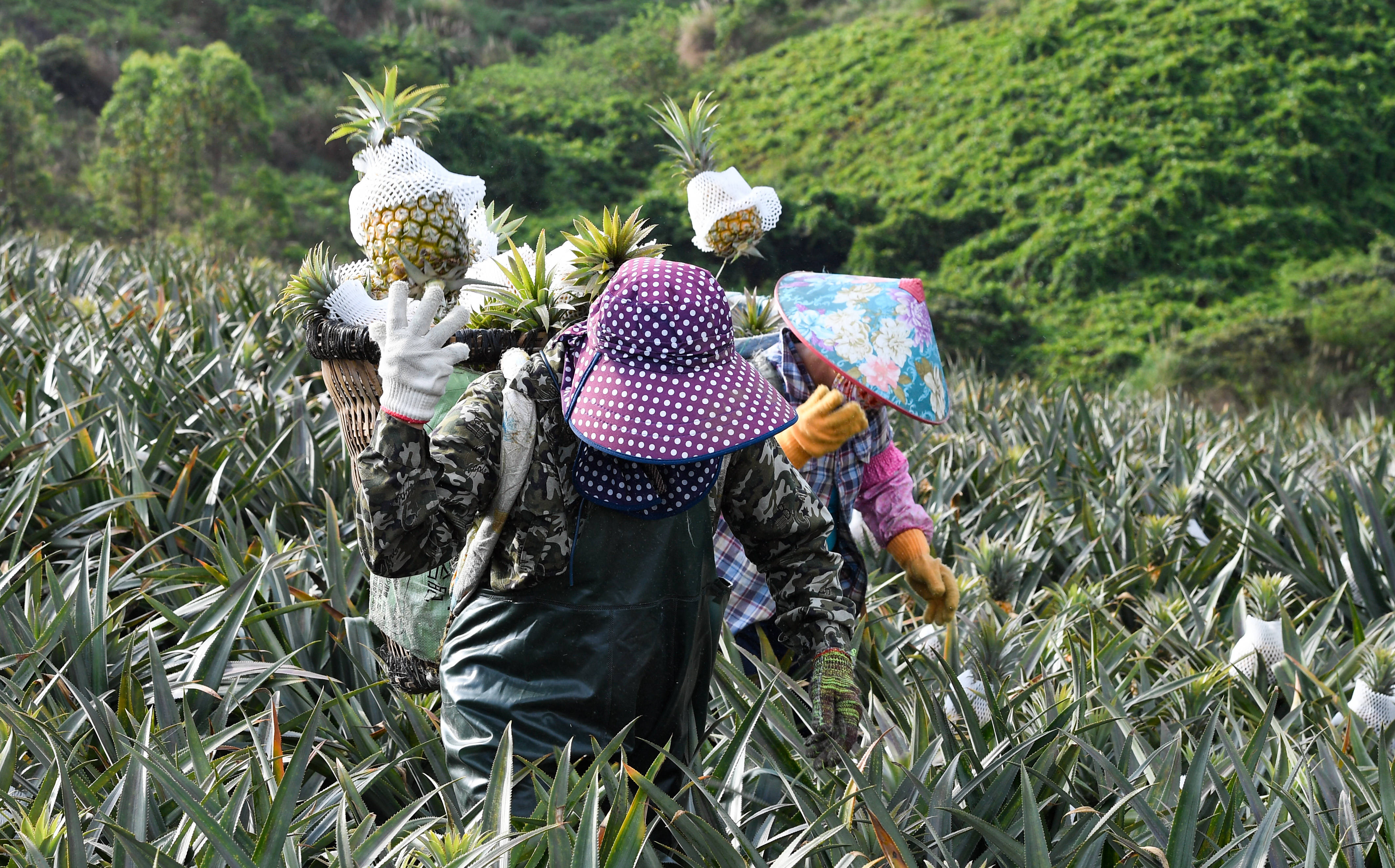 海南万宁:菠萝采收忙