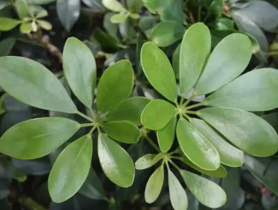 7种颜值超高还超好养的植物 随便怎么养都能给你满满元气 空气