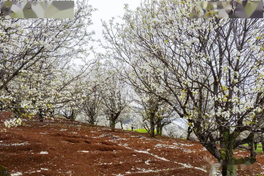 连州上万亩梨花轻舞飞扬不负春光不负卿