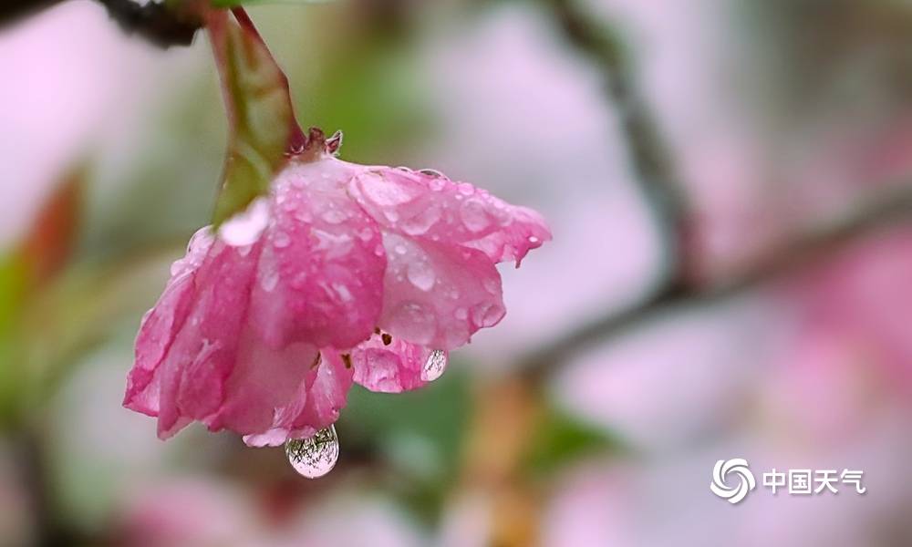 湖南衡阳雨水润春花海棠花雨中绽放更娇艳