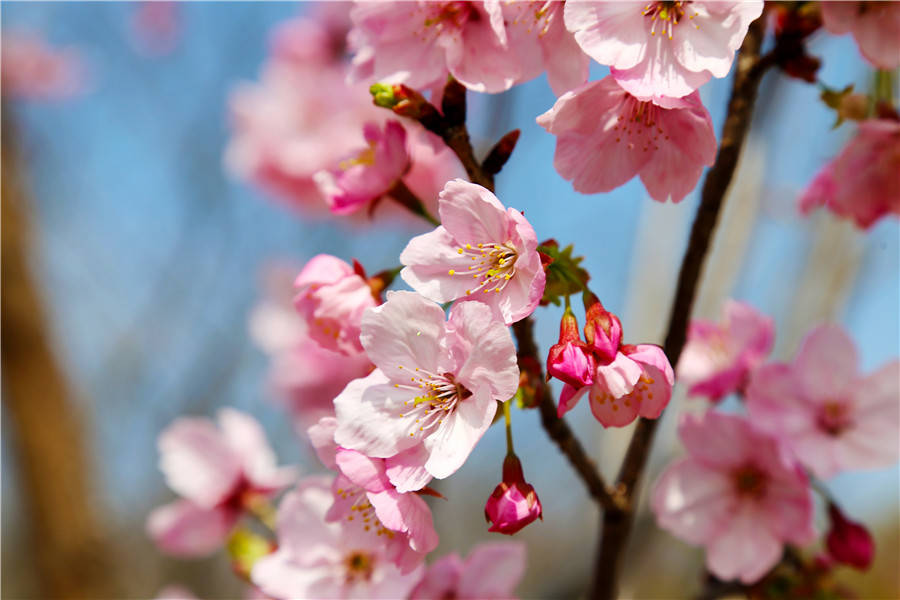 2021上海樱花节将于3月12日开幕