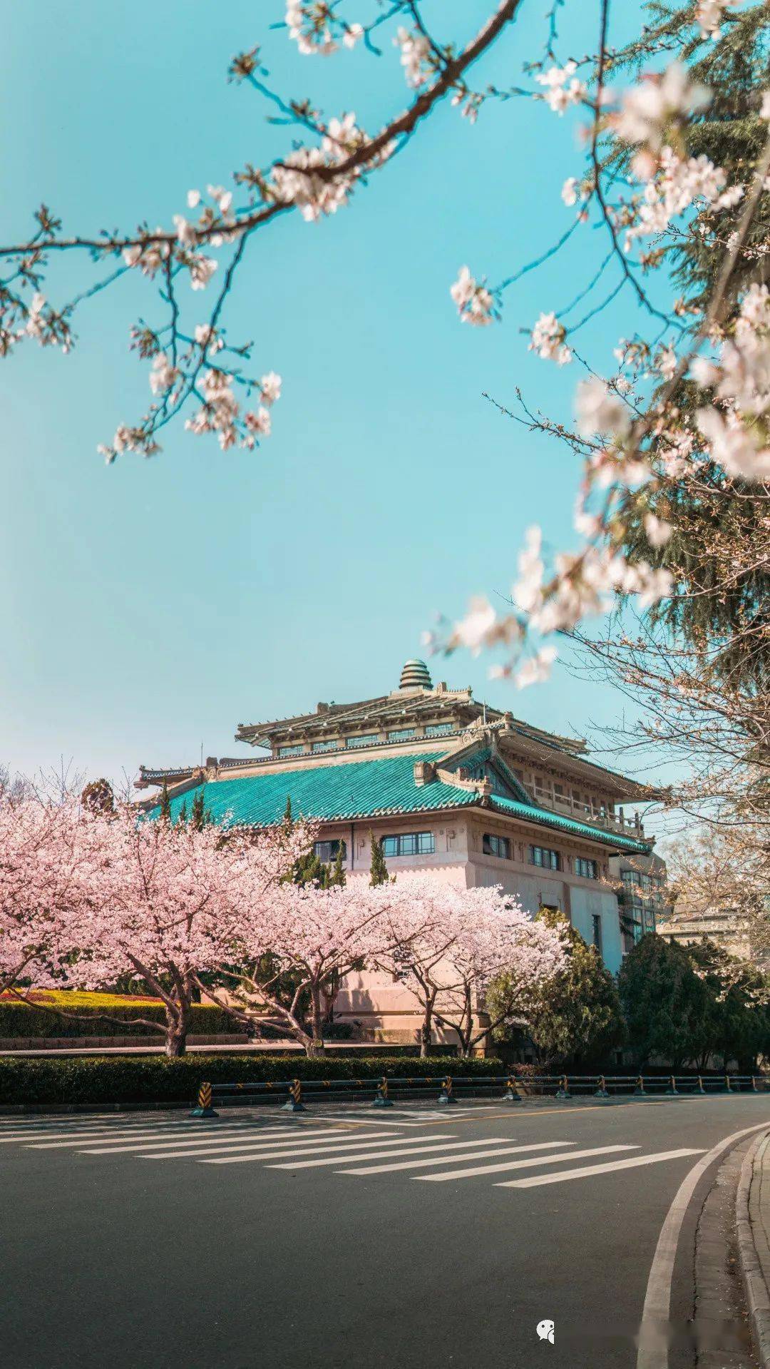 武汉樱花美出圈了