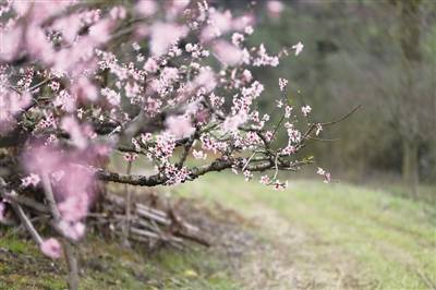 宁波奉化发布赏桃花攻略：部分桃树已进入盛开期