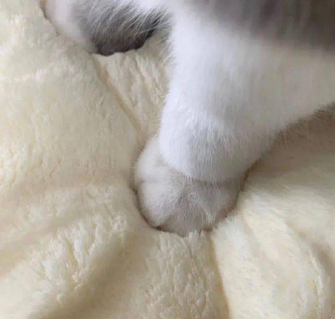 小jiojio怎么能这么治愈!摸起来一定很软~_表情