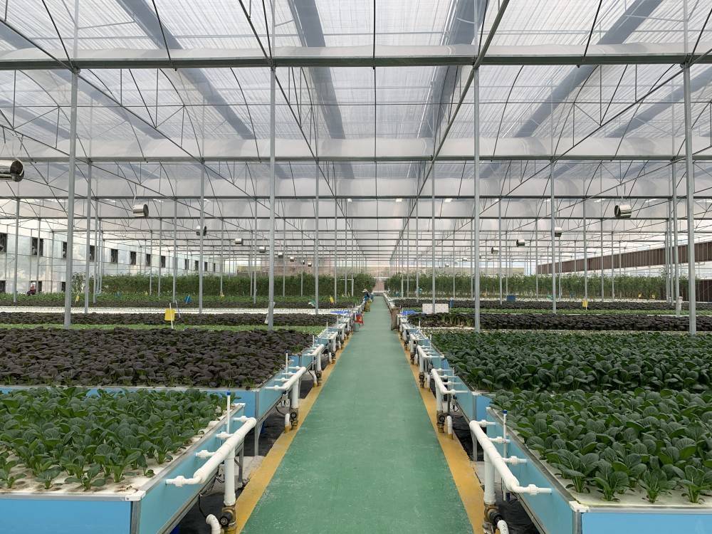 粤港澳大湾区"菜篮子"工程全国认定生产基地将超1200家-搜狐大视野