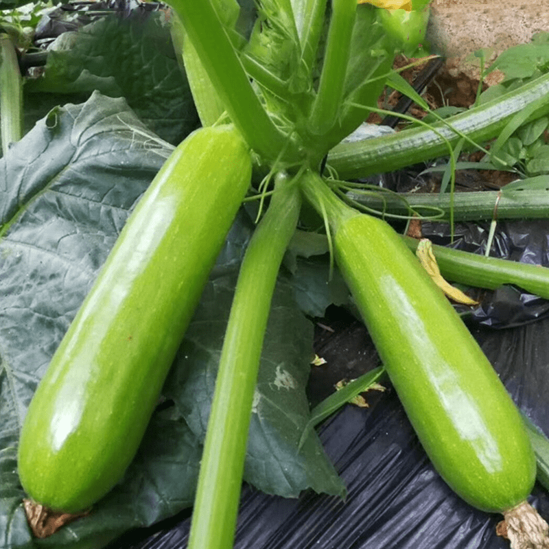 基地种植首选的西葫芦品种商品性特别好颜色翠绿瓜条顺直