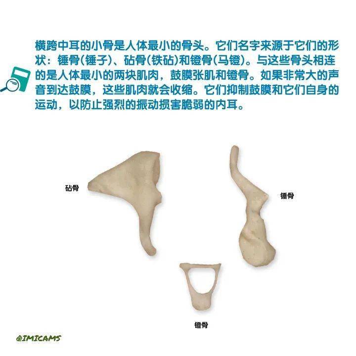 图说人体-57 | 人体中最小的骨头