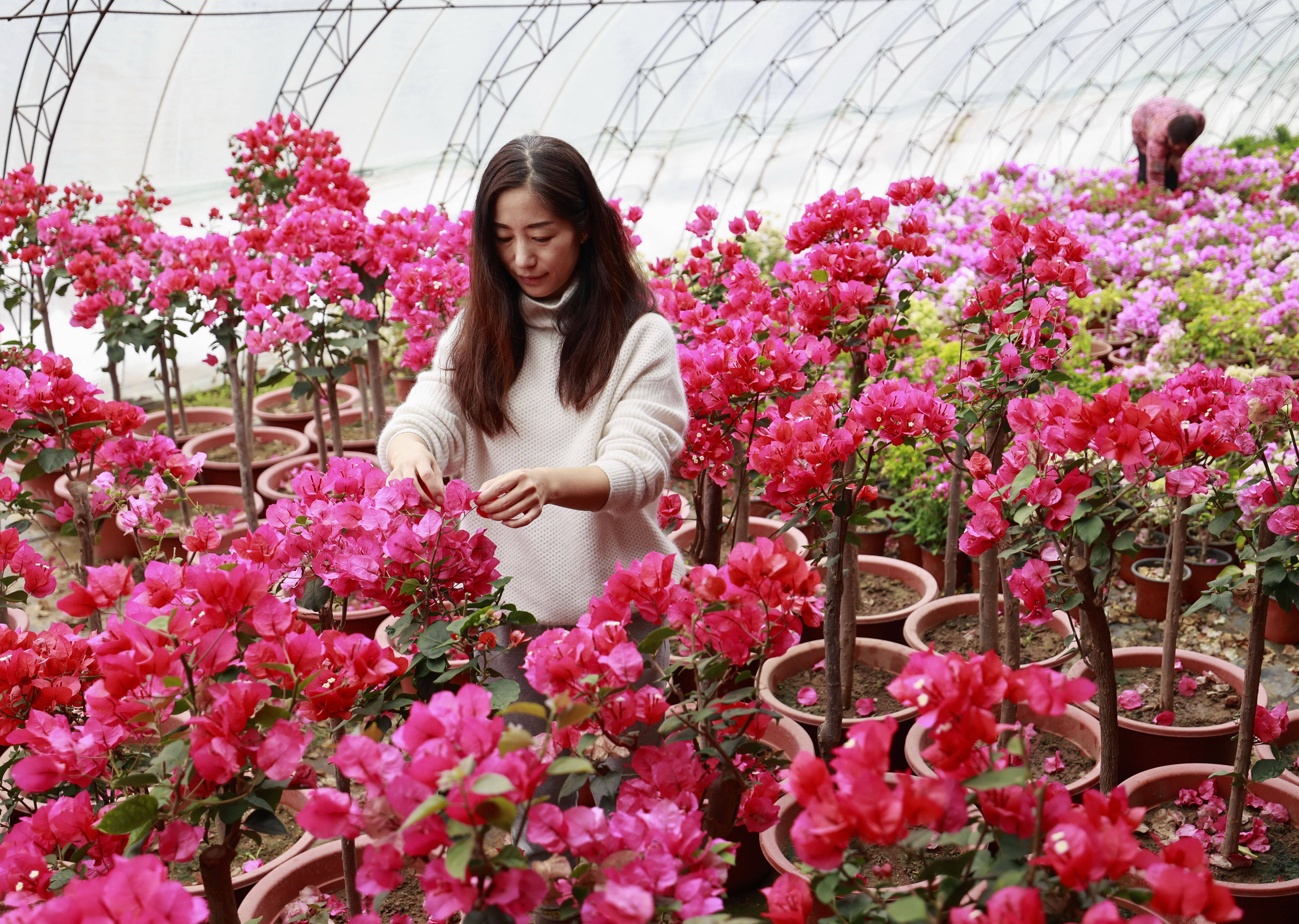 3月12日,唐山市豐南區黃各莊鎮一家花卉基地工人在大棚內管護三角梅.