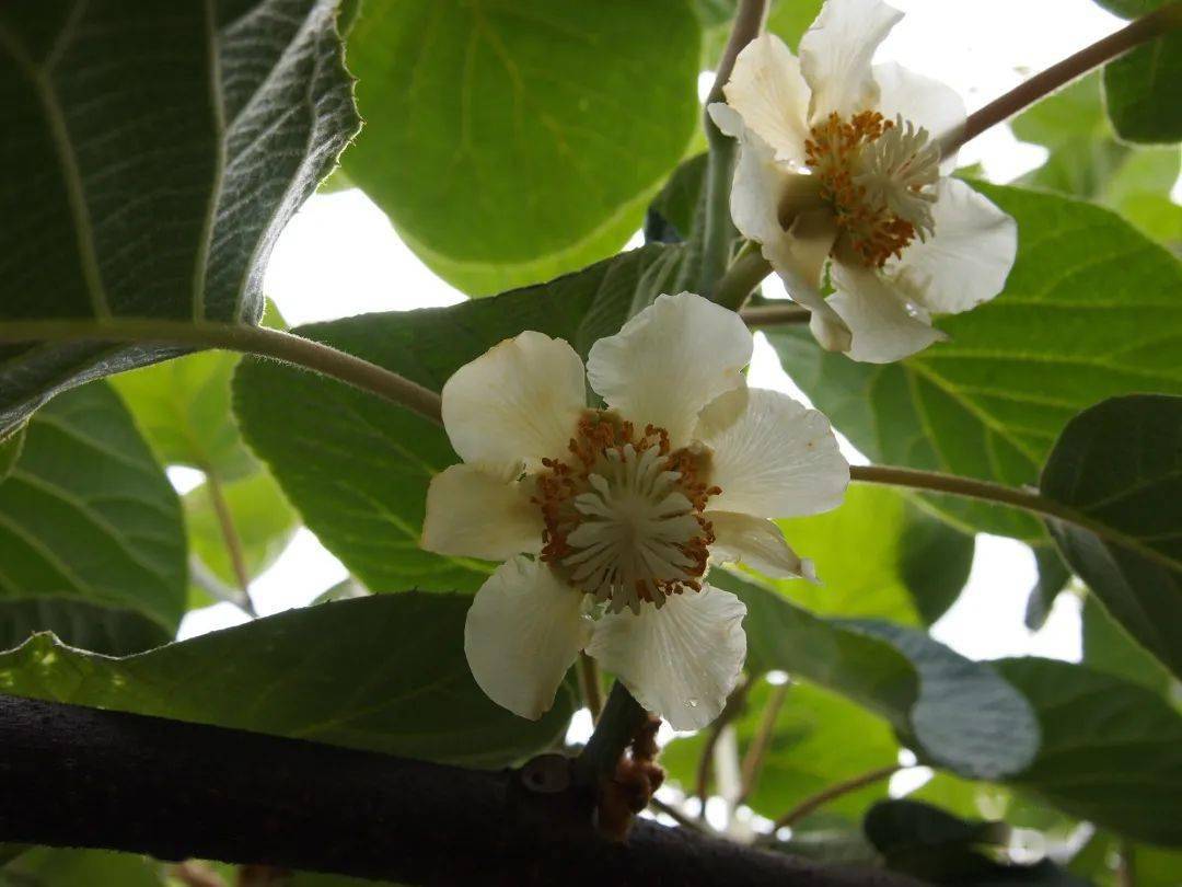 右:峨眉槽舌兰还可观果植物——峨眉桃叶珊瑚深山含笑,玉兰,天目木兰