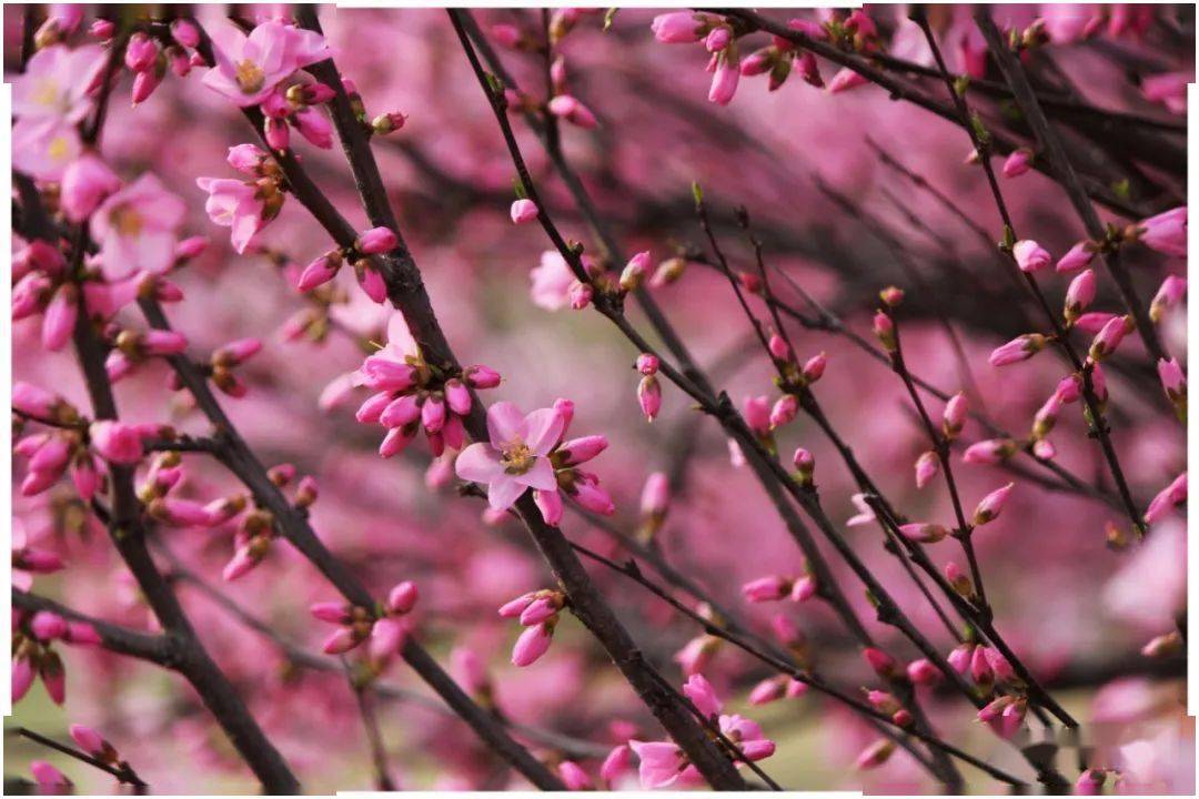 银川市桃花始花期