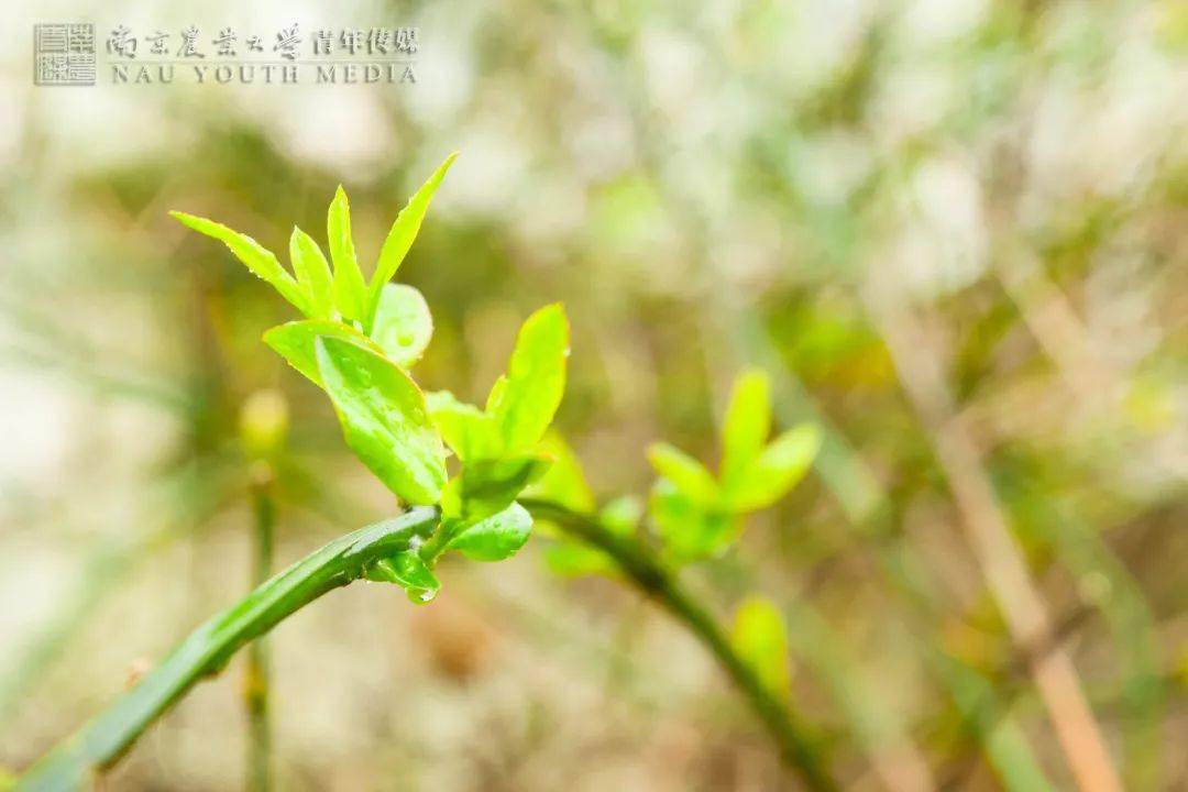 植树节草木萌芽兀自生长