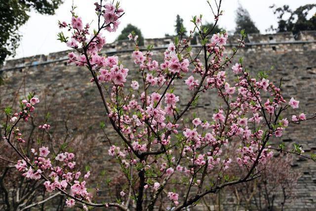 南京小桃园桃花朵朵开