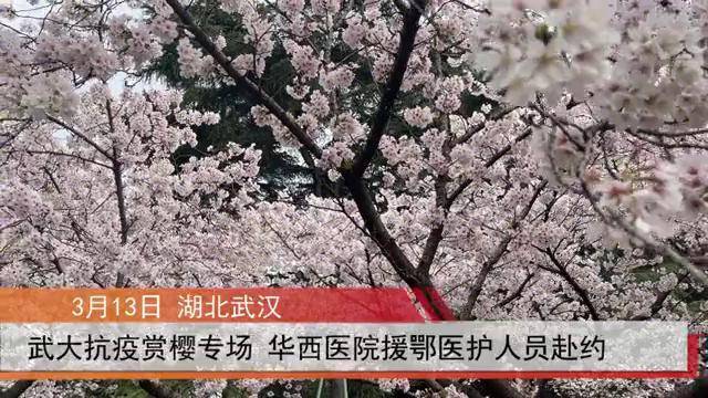 武大抗疫赏樱专场华西医院医护赴约看的樱花皆为情谊