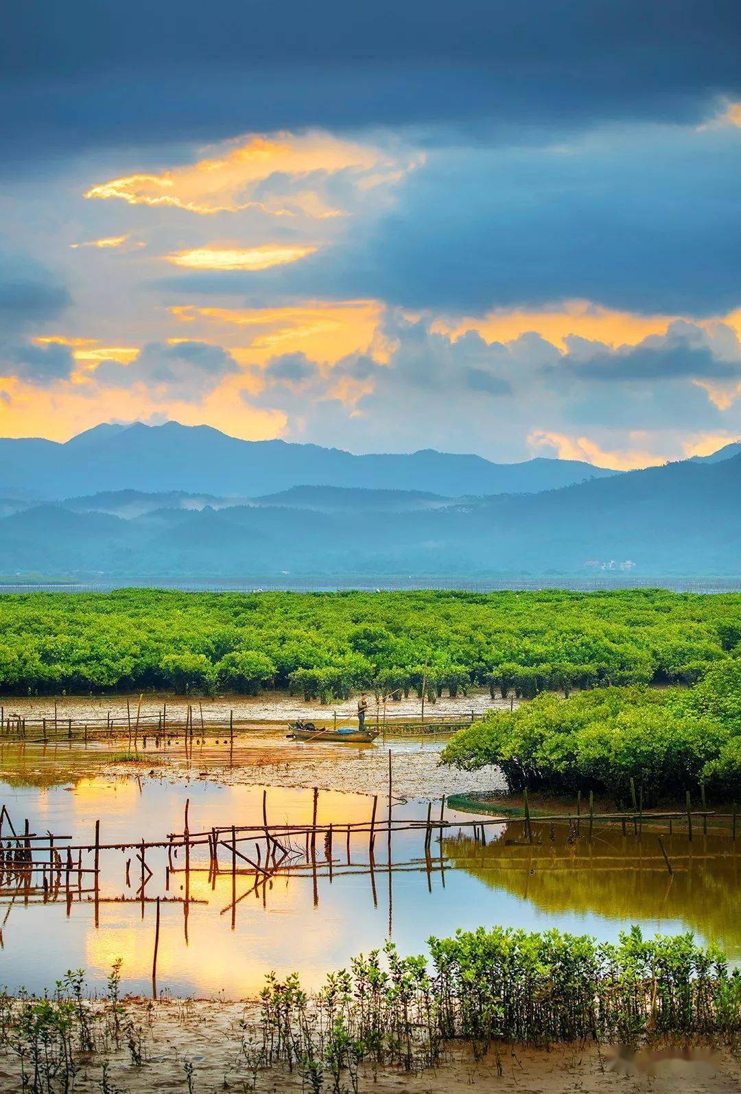 【观赏信息卡】广东省镇海湾红树林湿地公园地址:江门市恩平市276省道