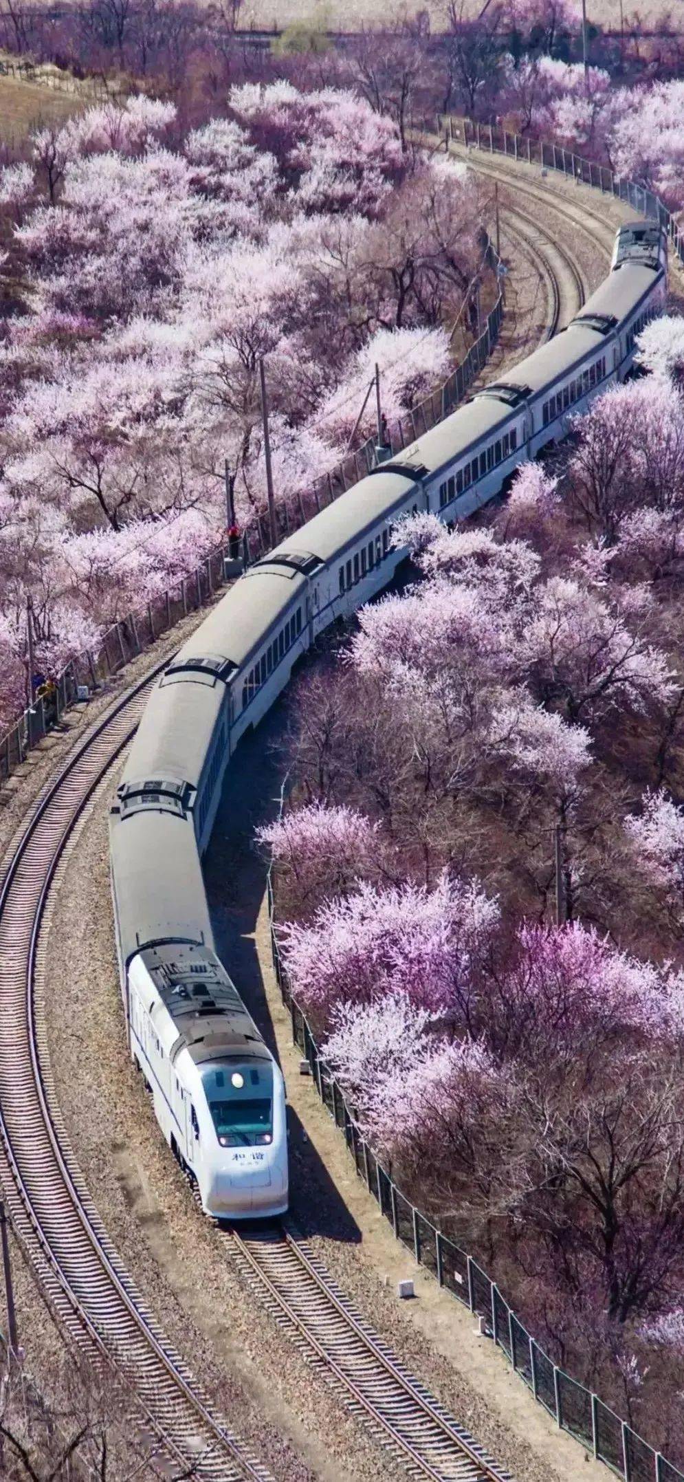 “龙抬头”春开头｜开往春天的火车，即将迎来最美春天