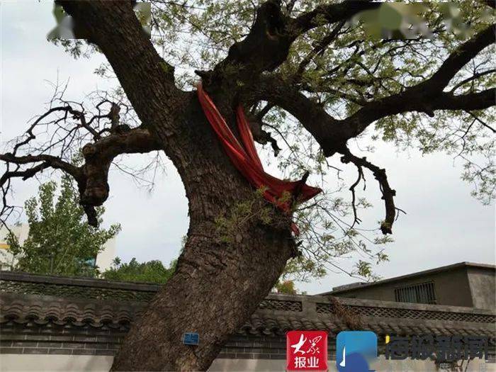 菏泽遍布名木古树！千年枸杞树宛若“巨型绿伞”，枝条覆盖近半个