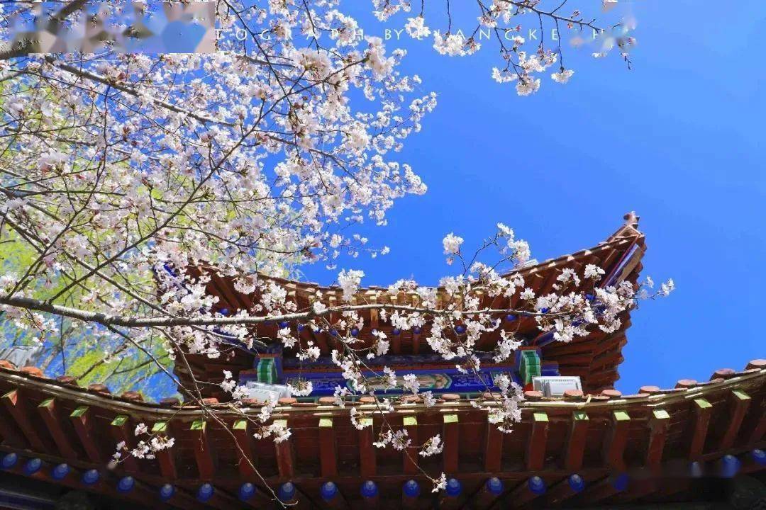 平凉灵台人口_平凉灵台10年前图
