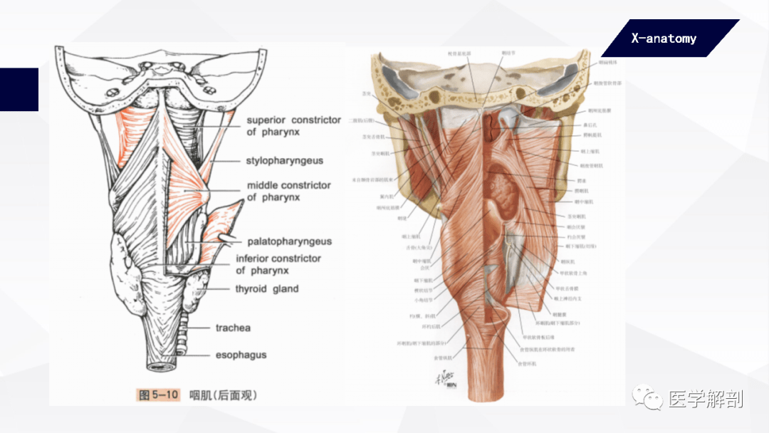 咽頂和咽後壁的黏膜內富有淋巴組織,稱咽扁桃體 pharyngeal tonsil