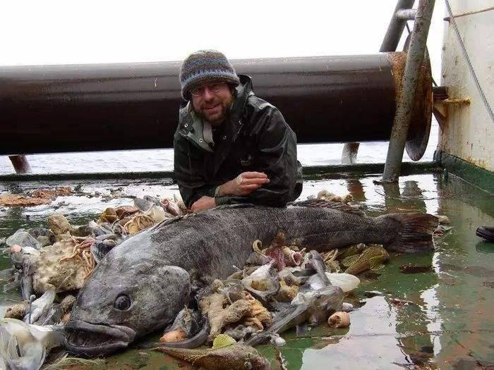 银鳕鱼的圈套 中国痛失 蛋糕 市场强征 智商税 捕捞